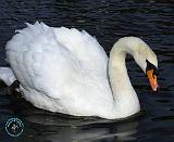 Mute Swan 9P052D-013
